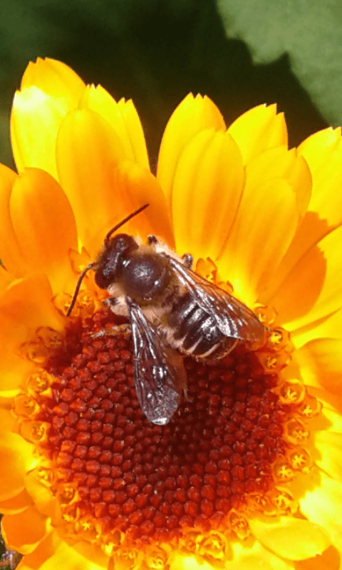 Apidae Megachilinae ; Megachile sp.?